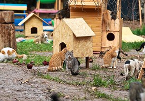 Kedi köyüne 54 bin liralık ceza